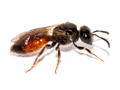 Sphecodes ephippius